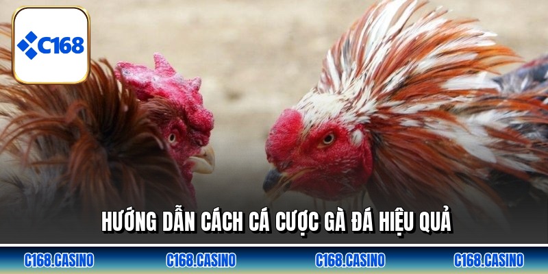 Hướng dẫn cách cá cược gà đá hiệu quả